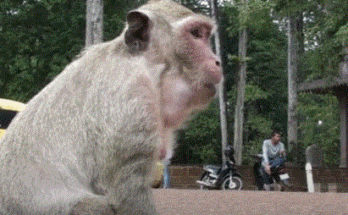 A long-tailed macaque perched on moss-covered Angkor stone, its eyes wide with fearful curiosity.