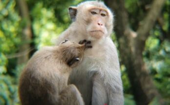 A baby monkey in Cambodia’s Angkor Wat forest takes its first steps while its mother watches protectively.