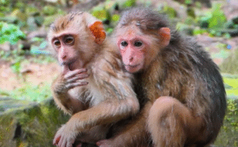 Baby monkey Baila shivers after swimming but finds warmth in Tinky’s loving hug at Angkor Wat