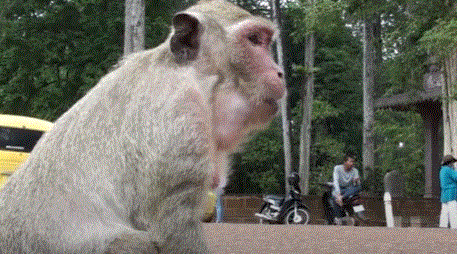 A long-tailed macaque perched on moss-covered Angkor stone, its eyes wide with fearful curiosity.