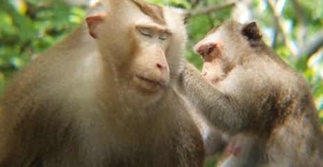 A newborn baby monkey clings to his mother in the Angkor Wat forest.