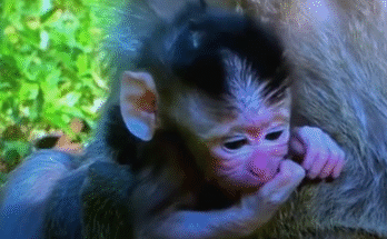 A newborn baby monkey nestled against his mother’s chest beneath Angkor Wat’s ancient trees.