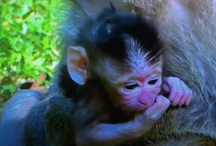 Heart-melting! A newborn monkey clings to his mother in Angkor Wat’s forest—witness the miracle of life and love in its purest form.