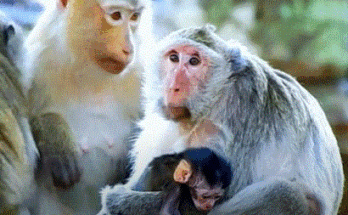 A tiny baby monkey clings to a stone ruin in Angkor Wat forest, crying out for its mother