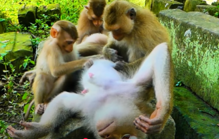 Baby monkey Lily clings to her mother Libby tightly as Papa Pongo approaches in the Angkor Wat forest.