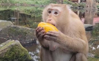 Pregnant monkey Rose peacefully enjoying fruits in Angkor Wat forest, Cambodia