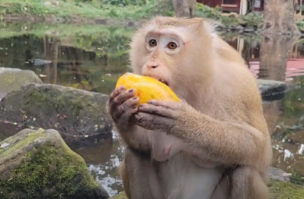 Pregnant monkey Rose peacefully enjoying fruits in Angkor Wat forest, Cambodia