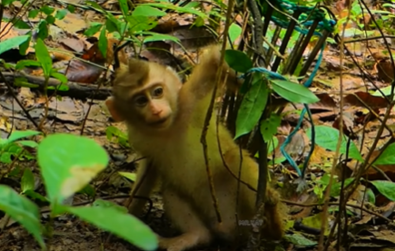 Tiny baby monkey Lily rescued from a wire trap in Angkor Wat forest, moments before reuniting with her mother