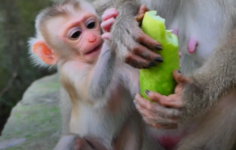 Baby Jace, a young macaque, reaching for a cucumber while his mother watches protectively