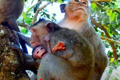 A tiny baby monkey clinging to its mother in the lush Angkor Wat forest