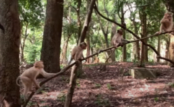 Baby monkeys swinging joyfully from ancient trees in the Angkor Wat forest, filled with life and energy.