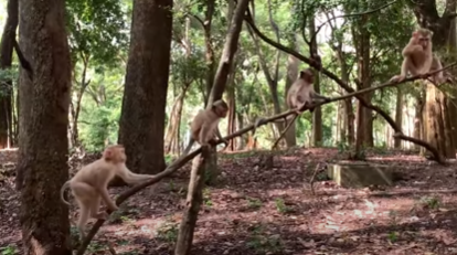 Baby monkeys swinging joyfully from ancient trees in the Angkor Wat forest, filled with life and energy