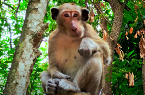 A young baby monkey clings to an ancient stone pillar at Angkor Wat, eyes full of fear and sadness