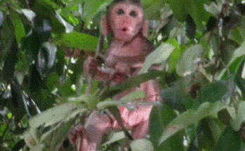 A baby monkey clings to his mother after nearly slipping from a mossy stone ledge in the Angkor Wat forest