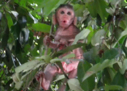 A baby monkey clings to his mother after nearly slipping from a mossy stone ledge in the Angkor Wat forest