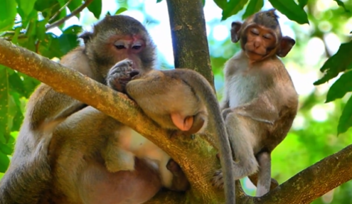 Baby monkey peacefully sleeping in Angkor Wat forest, with its mother watching over lovingly