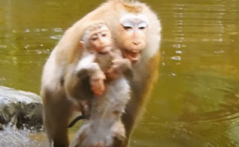 Baby monkey Lily clings to her mother after escaping from Luna’s attempted embrace in the Angkor Wat forest.