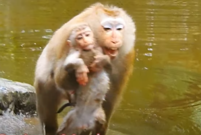 Baby monkey Lily clings to her mother after escaping from Lunaâs attempted embrace in the Angkor Wat forest.