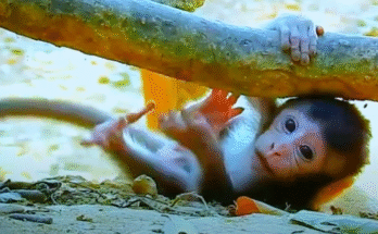 A playful baby monkey in the Angkor Wat forest chasing a leaf, full of joy and innocence.