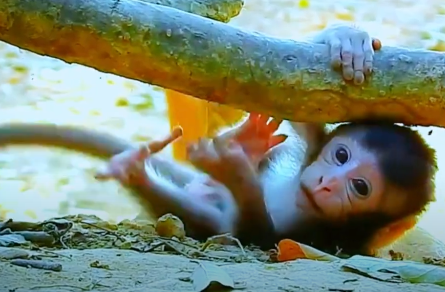 Adorable baby monkey playing in the Angkor Wat forest—pure innocence and joy captured in a moment that will brighten your day.