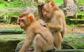 Baby monkey Baila gazes lovingly at her best friend Tinky Binky in the Angkor Wat forest.