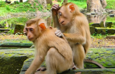 Baby monkey Baila gazes lovingly at her best friend Tinky Binky in the Angkor Wat forest