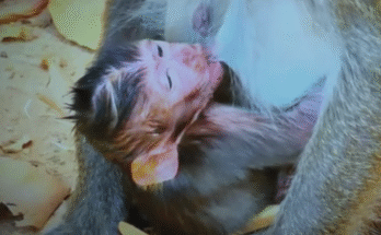 A new mother gently cradles her newborn in her arms beneath ancient Angkor Wat temple ruins, soft morning light filtering through lush forest canopy.