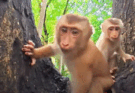 A mother monkey gently cradling her baby in Angkor Wat’s forest