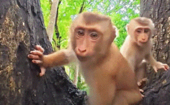 A mother monkey gently cradling her baby in Angkor Wat’s forest