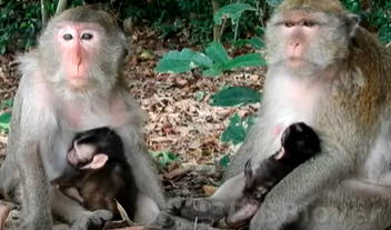 King Brutus in Angkor Wat forest, sitting with wounded pride after betrayal.