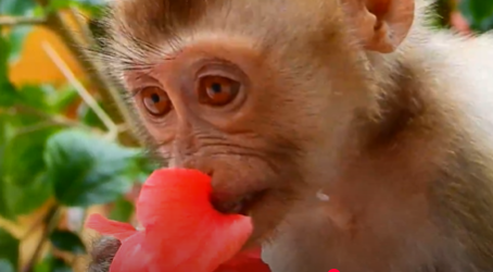 A playful baby monkey cuddles against his aunt’s arm in a lush Angkor Wat forest garden, sunlight streaming through the trees.