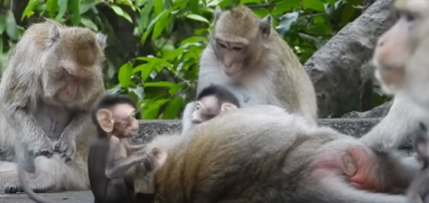 A hidden family of macaques quietly reunited in the forested ruins of Angkor Wat at dawn.