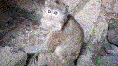 Old blind monkey Amari crying in Angkor Wat forest, searching for family.