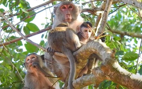 Baby monkey Jody crying in the Angkor Wat forest after losing his milk bottle to his sister Janna.