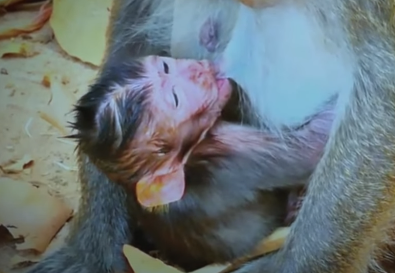 Ancient forest, timeless love: A mother’s long wait ends in a moment that will warm your soul