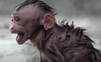 Baby monkey Kiri huddled under a leaf in the rain, eyes wide with fear and longing