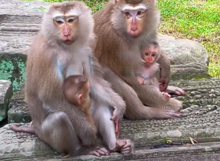 Baby JACEE, the macaque, tenderly cares for baby LYNX in Cambodia’s Angkor Wat forest